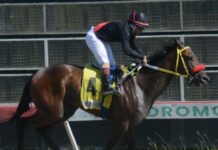 Bravissimo sorprende en el Quinto, El Pool paga RD$13,960.00