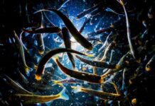 La contaminación por cocaína altera el comportamiento del salmón en su hábitat natural