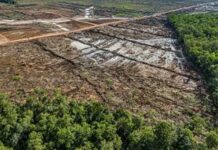 La superficie forestal mundial se redujo en 41 millones de hectáreas entre 2015 y 2025