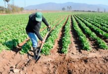 Bajos salarios alejan a jóvenes RD de carreras agropecuarias