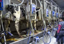 La gripe aviar en explotaciones lecheras puede transmitirse por múltiples vías
