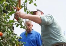 Exportaciones de tomate cherry hacia Estados Unidos consolidan crecimiento del sector