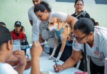 Alcaldía del Distrito Nacional esteriliza a 100 perros y gatos durante jornada de bienestar animal
