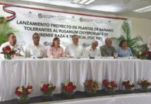 República Dominicana se adelanta al Fusarium R4T: Agricultura y OIRSA lanzan proyecto pionero de banano tolerante
