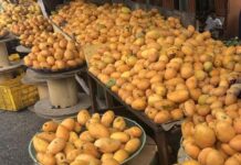 Expo Mango 2026 proyecta aumento de exportaciones RD