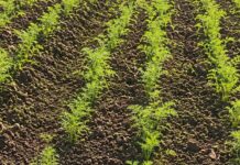 Bajos precios obligan a productores de Constanza a desechar cosechas