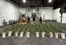 DNCD decomisa 121 láminas de presunta cocaína escondidas en cajas de piñas en el AILA