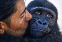 Humanos y grandes simios comparten mismo ritmo en la risa desde hace 15 millones de años
