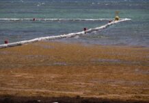 Investigador de Florida busca convertir el sargazo en comida ante los niveles récord de la alga
