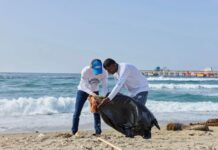 Realizan jornada de limpieza en Playa Gringo de Haina