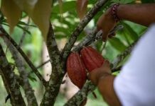 Pequeños productores de Monte Plata formados para acceder al mercado del cacao cero deforestación