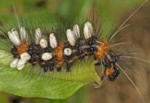 En la Tierra podría haber hasta tres veces más especies de insectos