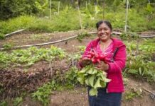 Tecnología e inyección económica, armas del campesinado contra El Niño en Guatemala