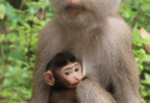 El parto difícil no es exclusivo de los humanos