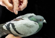 El secreto de la orientación de las palomas está… ¡en el hígado!