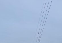 ETED restablece el servicio de transmisión eléctrica hacia Jimaní
