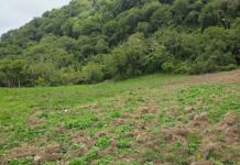 Descubren cultivo de 45 plantas de marihuana y vivero incinerado en San José de Ocoa
