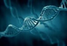 Crean un atlas con más 92 millones de elementos del ADN que controlan los genes humanos