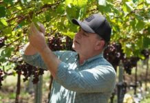 Producción agropecuaria dominicana alcanza niveles históricos en los últimos 25 años