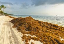 El sargazo en las playas preocupa en República Dominicana, una potencia turística caribeña