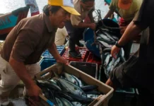 La pesca y la acuicultura en Perú son declaradas en emergencia por el fenómeno de El Niño