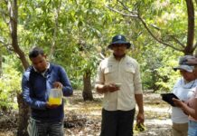 Agricultura pone en marcha Plan de Acción para reestablecer exportaciones del mango a Estado Unidos
