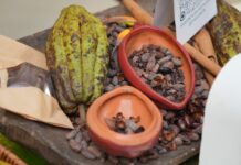 Cacao dominicano mueve US$669 millones en exportaciones y tendrá protagonismo en el 6to Festival de Chocolate