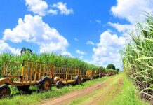 El Central Romana niega haya trabajo forzoso en sus campos