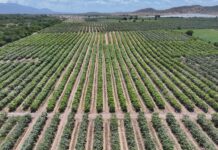 Gobierno da continuidad al proyecto Azua II – Pueblo Viejo, fortaleciendo el desarrollo agrícola de la provincia