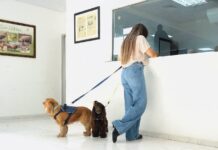𝗗𝗜𝗚𝗘𝗚𝗔 𝘁𝗿𝗮𝗻𝘀𝗳𝗼𝗿𝗺𝗮 𝘆 𝗮𝗴𝗶𝗹𝗶𝘇𝗮 𝗲𝗹 𝗽𝗿𝗼𝗰𝗲𝘀𝗼 𝗽𝗮𝗿𝗮 𝘃𝗶𝗮𝗷𝗮𝗿 𝗰𝗼𝗻 𝗺𝗮𝘀𝗰𝗼𝘁𝗮𝘀