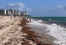 Sargazo golpea las playas de Miami con una de las peores temporadas registradas
