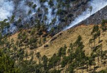 Medio Ambiente controla incendio forestal en Valle Nuevo tras 36 horas de trabajo