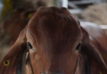 La Altagracia lidera producción de carne y leche concentrando más de 215 mil cabezas de ganado