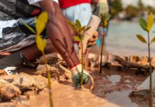 DP World y Fundación Verde profundo avanzan en la restauración de manglares en Boca Chica