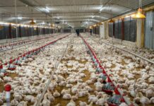 ADA reporta aumento de producción avícola y advierte presión por mayores costos