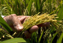 Productores de arroz en “incertidumbre” ante pedido de EE. UU. sobre derogar Decreto 693-24