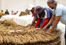 Tabaqueros denuncian crisis por aumento de las importaciones